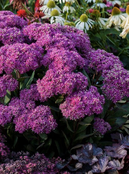 Sedum 'Mr Goodbud' Очиток